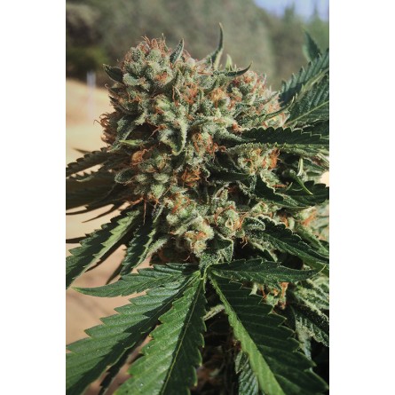 Sapphire OG - Humboldt Sapphire OG - Humboldt