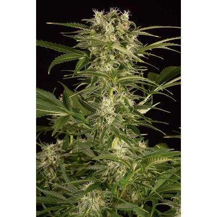 Lemon Juice Express Auto - Humboldt Lemon Juice Express Auto - Humboldt
