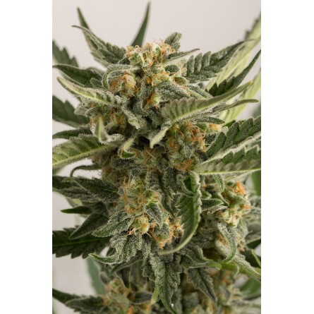 Lost Coast Skunk Auto - Humboldt Lost Coast Skunk Auto - Humboldt