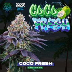 Graines de Coco Fresh Perfect Tree