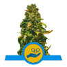 Solomatic CBD - Royal Queen Seeds