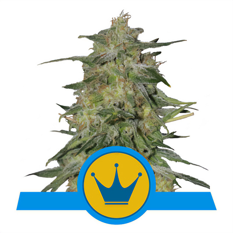 Royal Highness CBD - Royal Queen Seeds
