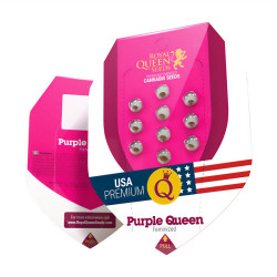Purple Queen de Royal Queen Seeds