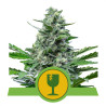 Royal Critical Automatic - Royal Queen Seeds