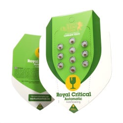 Royal Critical Automatic - Royal Queen Seeds