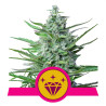 Special Kush 1 - Royal Queen Seeds