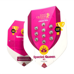 Special Queen 1 - Royal Queen Seeds