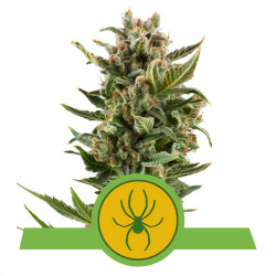 White Widow Automatic de Royal Queen Seeds