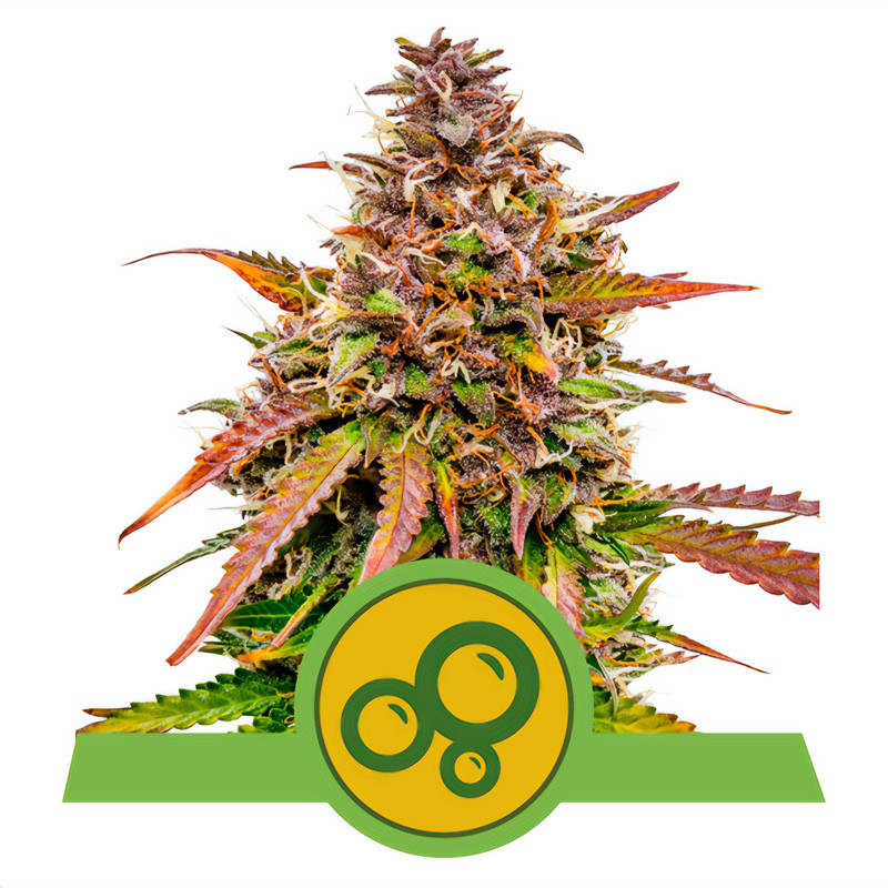 Bubble Kush Automatic - Royal Queen Seeds