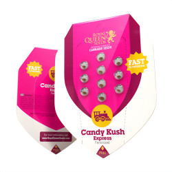 Graines de Candy Kush Express Fast Version de Royal Queen Seeds