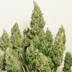 Pochon 420  Passion Cannabis