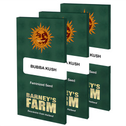 Bubba Kush de Barney's Farm
