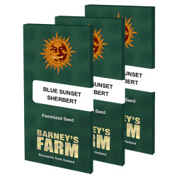 Blue Sunset Sherbert de Barney's Farm