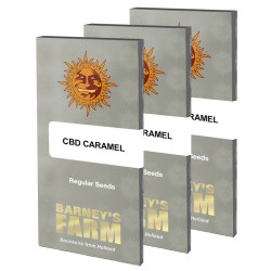 Caramel CBD Régulière de Barney's Farm