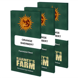 Orange Sherbert de Barney's Farm