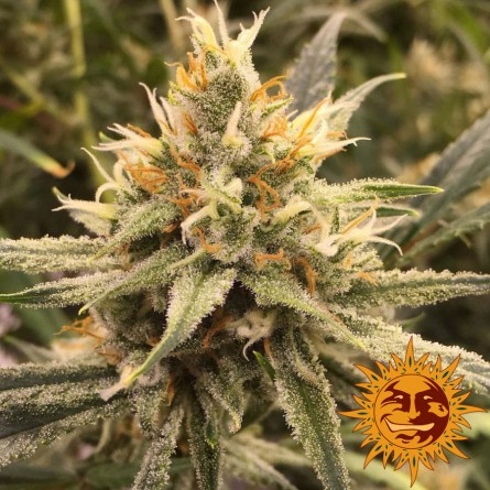 Vanilla Kush - Barney's Farm Vanilla Kush - Barney's Farm