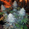 Girl Scout Cookies - MDLG Seeds