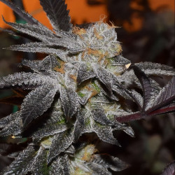 Girl Scout Cookies - MDLG Seeds