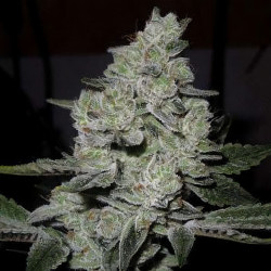 Gorilla de MDLG Seeds