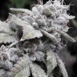 Gorilla de MDLG Seeds