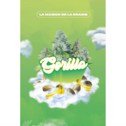 Gorilla de MDLG Seeds
