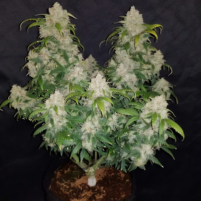 Zkittlez Killer XXL Auto - Graines Autoflo - MDLG Seeds