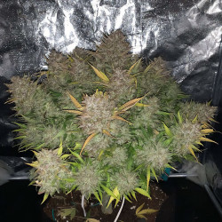 Syrup Banner XXL Auto de MDLG Seeds
