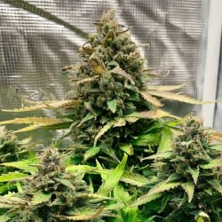 Syrup Banner XXL Auto - MDLG Seeds