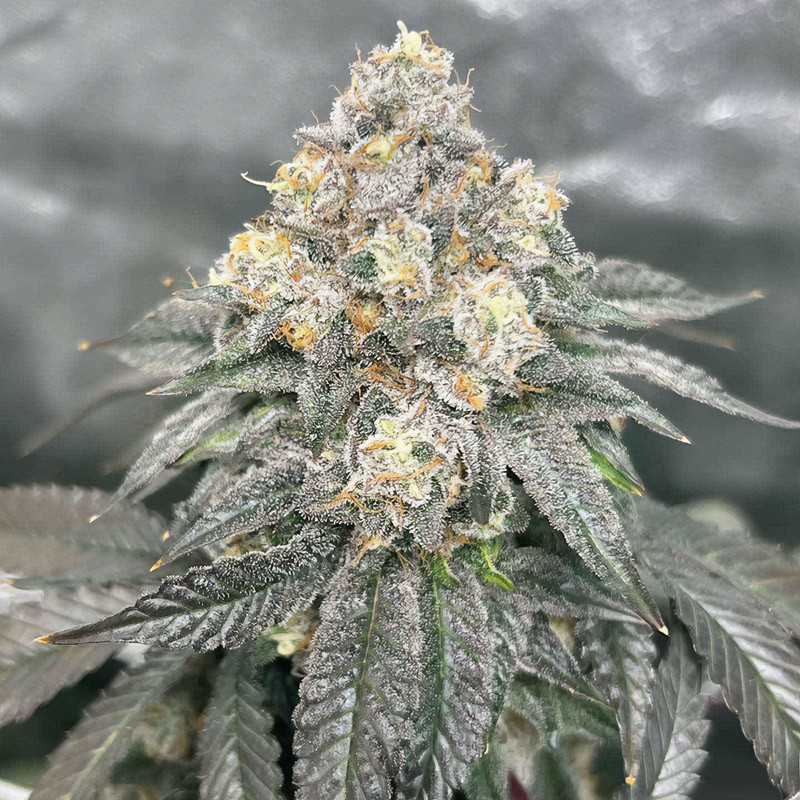 Sunset Dos Si Dos - MDLG Seeds
