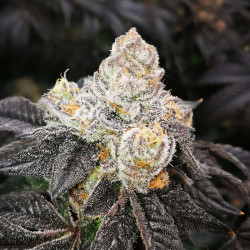 Sunset Dos Si Dos - MDLG Seeds