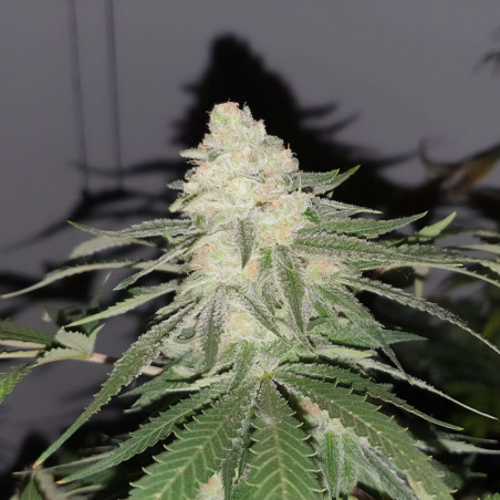 Critical Plus - MDLG Seeds