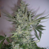 Critical Plus - MDLG Seeds