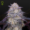 King's Juice Auto - Green House Seeds