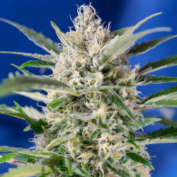Crystal Candy Auto de Sweet Seeds