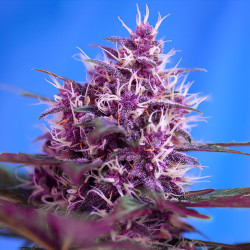 Red Poison Auto de Sweet Seeds