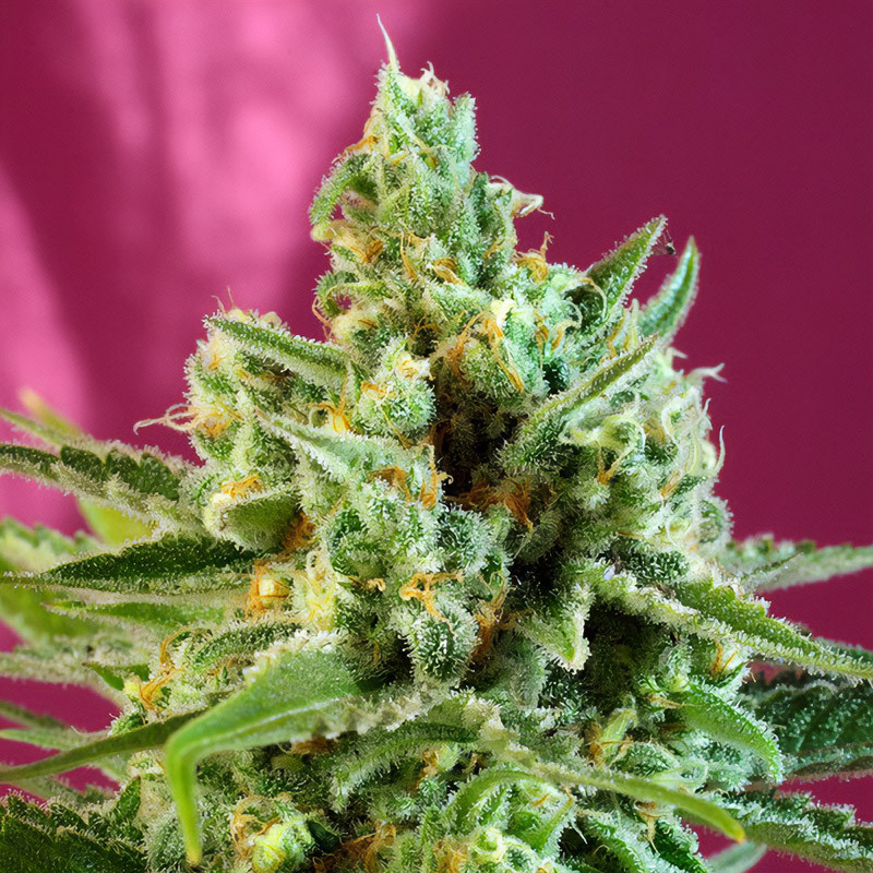 S.A.D Sweet Afgani Delicious CBD - Sweet Seeds
