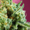 S.A.D Sweet Afgani Delicious CBD - Sweet Seeds