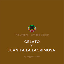 Gelato x Juanita la Lagrimosa de Reggae Seeds
