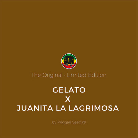 Gelato x Juanita la Lagrimosa - Reggae Seeds