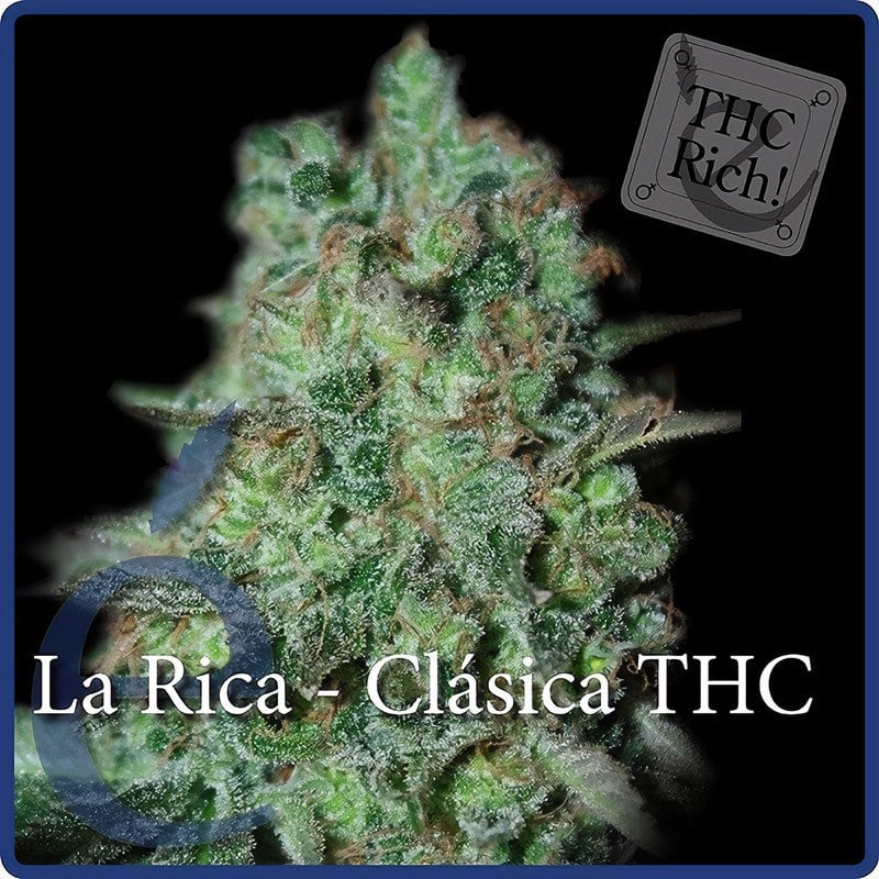 La Rica THC - Elite Seeds