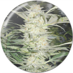 White Widow de Medical Seeds