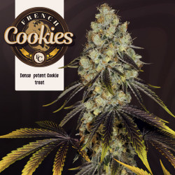 French Cookies de TH Seeds