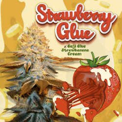 Strawberry Glue de TH Seeds
