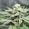 Special Kush 1 - Royal Queen Seeds