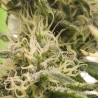 Candy Kush Express Fast Version - Royal Queen Seeds