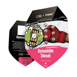 Graines de Dynamite Diesel de Royal Queen Seeds (Tyson 2.0)