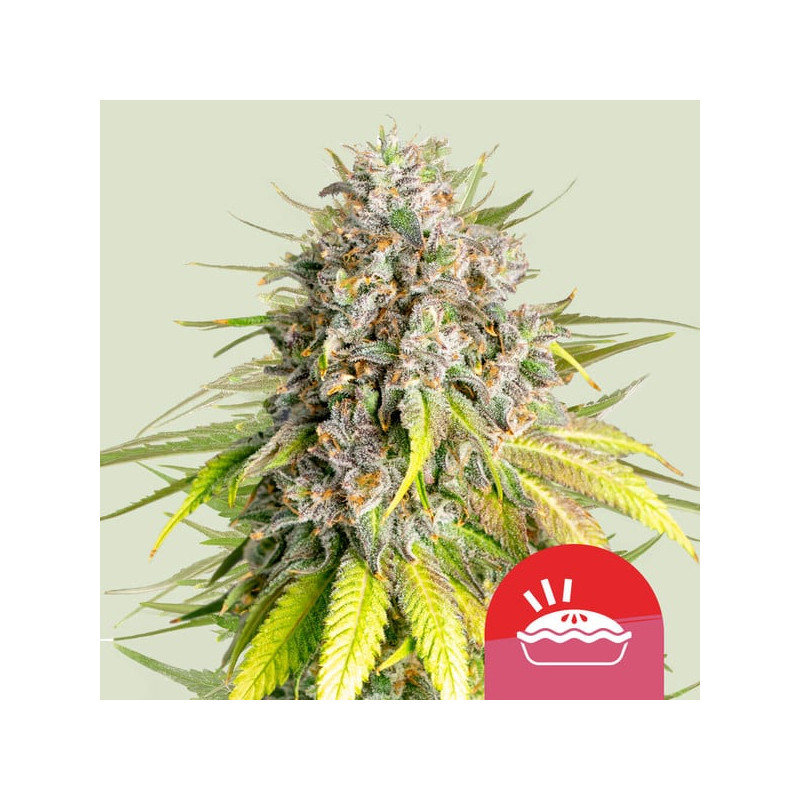 Punch Pie - Royal Queen Seeds (Tyson 2.0)