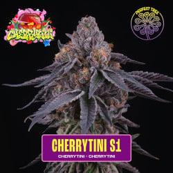 Plant de Cherrytini S1 en intérieur