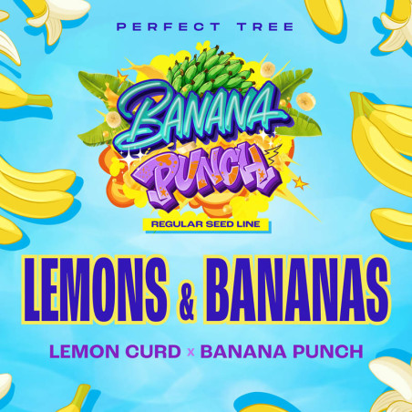 Graines de Lemons & Bananas Régulières de Perfect Tree