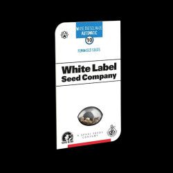White Diesel Haze Auto - Sensi Seeds